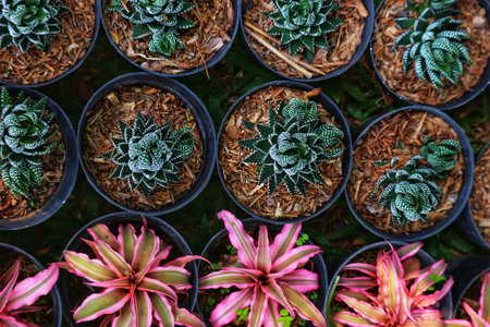 A captivating array of succulents in small black pots, nestled in brown mulch.  Their lush green contrasts beautifully with the vibrant pink bromeliads below, creating a peaceful, vibrant scene.の写真素材