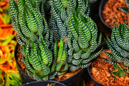Intricate Haworthia Fasciata succulents in dark pots, their striking green and white patterns create a captivating, almost jewel-like scene.の写真素材