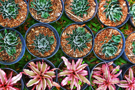 A captivating arrangement of vibrant green succulents and delicate pink bromeliads, nestled in their pots, creates a peaceful and visually stunning scene.の写真素材