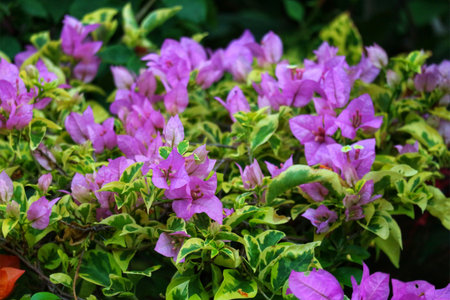 A profusion of light purple bougainvillea blossoms bursts forth, their delicate petals nestled amongst variegated green foliage. The scene is vibrant, lush, and evokes a tranquil tropical mood.の写真素材