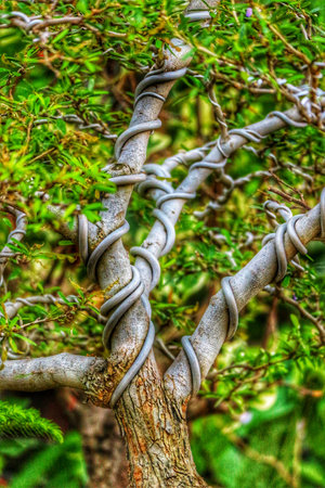 A captivating bonsai tree showcases its intricately spiraled branches, wrapped in gray supports, amidst vibrant green foliage. The scene evokes a sense of serene artistry and careful cultivation.の写真素材