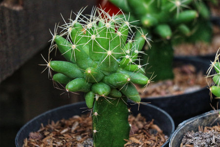 A vibrant green cactus bursts with life, its many small arms and delicate white spines creating a striking contrast against the dark, earthy pot and mulch. A captivating scene of natural beauty.の写真素材