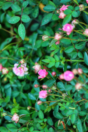 Tiny pink roses peek from vibrant green leaves, creating a peaceful and charming garden view. Sunlight filters through, enhancing the natural beauty.の写真素材