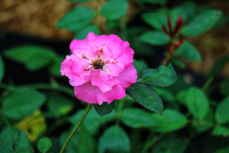 A delicate pink rose unfolds its petals, bathed in soft light. Lush green foliage provides a vibrant backdrop, creating a peaceful and natural scene.の写真素材