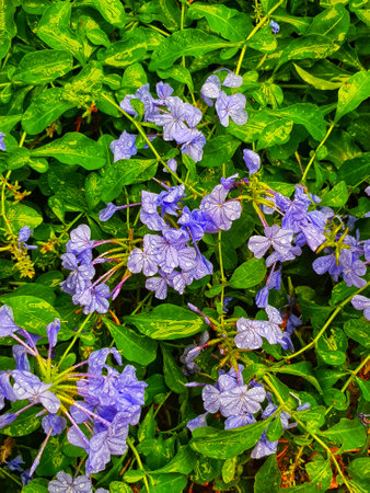 A vibrant display of plumbago flowers, their delicate purple petals glistening with morning dew, nestled amongst glossy green leaves. A serene and captivating natural scene.の写真素材