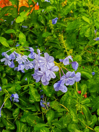 Vibrant blue plumbago blossoms burst forth from verdant leaves, each petal glistening with fresh rainwater. A tranquil, serene scene.の写真素材