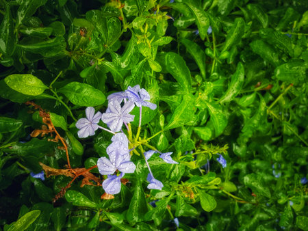 A cluster of delicate, light blue plumbago flowers, glistening with raindrops, nestles amidst vibrant green leaves. The scene evokes a serene and refreshing natural beauty.の写真素材