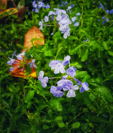 Gentle rain kisses vibrant purple plumbago blossoms nestled amongst lush green foliage, creating a tranquil and refreshing garden scene. Dewdrops cling to petals, enhancing their beauty.の写真素材