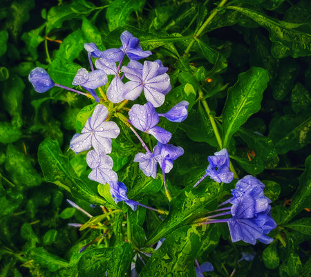 Rain-kissed plumbago flowers gleam, their vibrant purple petals adorned with glistening dewdrops.  A romantic, tranquil scene unfolds in lush green foliage.の写真素材