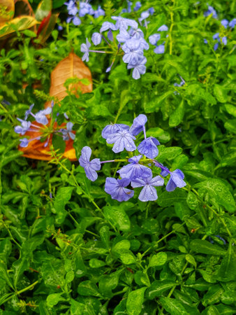 Lush green leaves cradle delicate, dew-kissed plumbago blossoms. A serene, tranquil scene filled with vibrant blues and greens.の写真素材