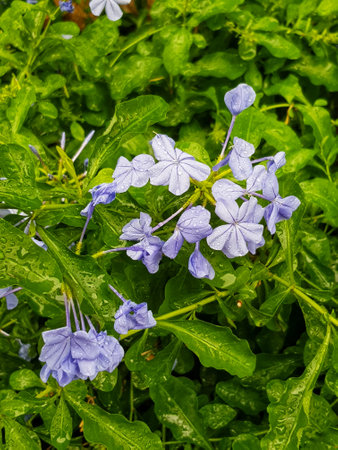 Enchanted plumbago blossoms gleam with morning dew, their delicate purple petals a captivating sight against lush green foliage. A tranquil, dreamy scene.の写真素材