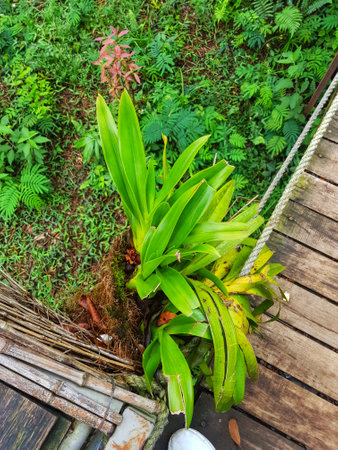 Vibrant green tropical plants thrive near a rustic wooden walkway creating a serene natural scene Perfect for nature lovers and botanical enthusiasts.の写真素材
