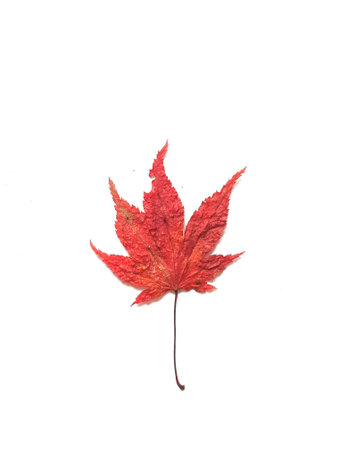 A vibrant red maple leaf stands out against a pure white background Perfect for fall themed designs or nature photography projects.の写真素材