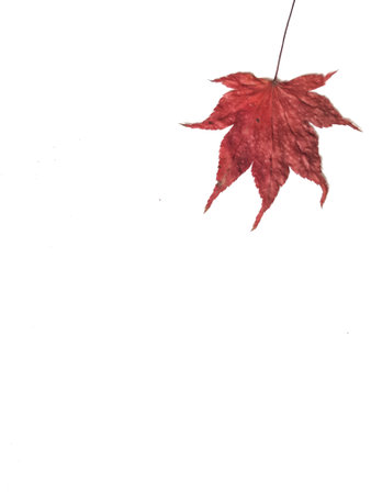 A beautiful red maple leaf against a white background perfect for autumnal themed projects or designs.の写真素材