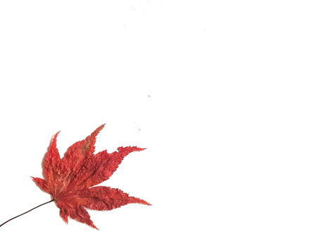 A vibrant red maple leaf rests on a stark white background showcasing its autumnal beauty. Perfect for minimalist design or nature themed projects.の写真素材