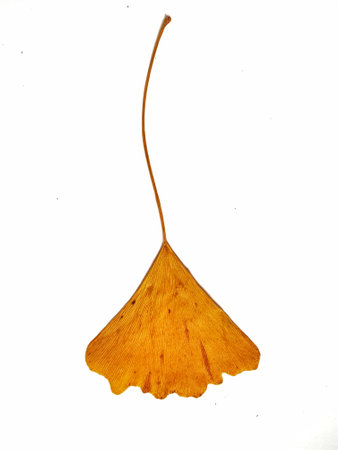 Single, dried ginkgo leaf shows autumnal golden color against a pure white backdrop. Perfect for botanical illustrations or autumnal designs.の写真素材