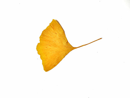 A single, dried ginkgo biloba leaf displays its vibrant autumn yellow color against a white background. Perfect for botanical illustrations or nature-themed projects.の写真素材