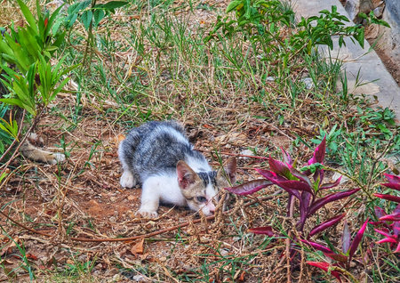 A young kitten crouches low in an overgrown grassy garden, seemingly stalking potential prey This image is ideal for pet and animal related content.の写真素材