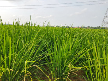 Vibrant green rice plants fill the frame under a pale sky with an electrical tower visible; suitable for agriculture or landscape concepts.の写真素材