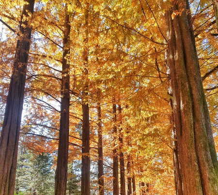 Sunlight filters through golden foliage, creating a warm and inviting scene in a tall tree forest Ideal for seasonal backgrounds and nature-themed projects.の写真素材