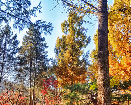 Looking up through tall trees displaying their fall foliage against a bright sky is calming Perfect for nature and seasonal content.の写真素材