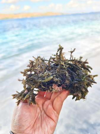 Hand holds seaweed found at sandy beach near blue ocean under cloudy sky Perfect for tourism marketing or ecological studies.の写真素材