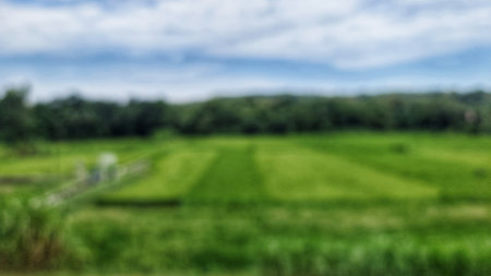 Green field stretches towards a distant forest under a cloudy sky, creating a serene rural scenery Perfect for background and nature themes.の写真素材