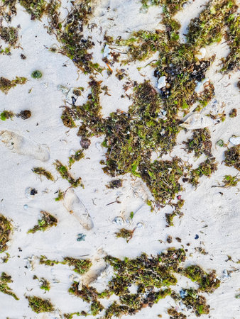 Seaweed scattered on the light sand with visible footprints evokes a coastal scene Perfect for travel or nature-related projects.の写真素材