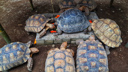 Several giant tortoises gather around a stone structure enjoying a meal of colorful vegetables in their enclosure, ideal for educational content.の写真素材