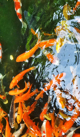 Many colorful koi fish swim together in a pond with clear water showcasing their vibrant colors Use...