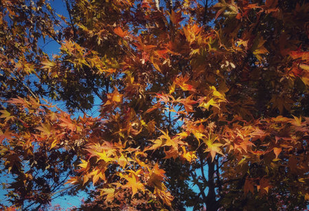 Maple tree shows vibrant orange and yellow leaves against a blue sky, creating a natural autumnal...