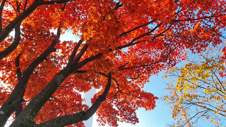 Brilliant autumn tree displays vibrant red and yellow leaves against a clear blue sky, creating a...