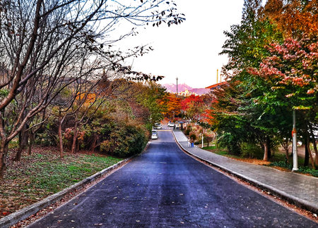 Seoul, South Korea on 11 Nov 2024. Paved road stretches toward distant building framed by vibrant autumnal trees with people walking alongside creating a scenic and peaceful atmosphere, perfect for travel and nature-themed content.のeditorial素材