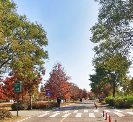 Seoul, South Korea on 11 Nov 2024. Runner in blue jogging along autumn road lined with trees in green and red foliage under a sunny sky, creating peaceful outdoor scene ideal for health and lifestyle content.のeditorial素材