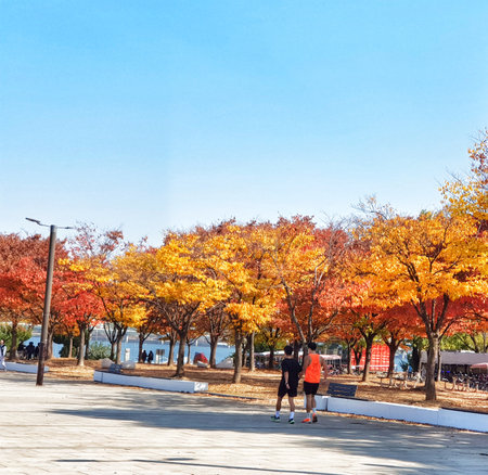 Seoul, South Korea on 11 Nov 2024. Two people walking through a park with vibrant orange and yellow foliage on a bright sunny day, creating a scenic outdoor atmosphere, perfect for seasonal lifestyle content.のeditorial素材