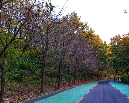 Seoul, South Korea on 11 Nov 2024. A dark asphalt path with a green running lane and fallen leaves is bordered by bare trees and colorful foliage, creating a peaceful autumn mood suitable for travel or nature content.のeditorial素材
