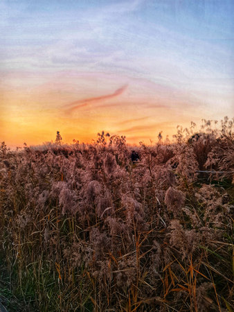 Field of tall grass stands silhouetted against a vibrant sunset sky with warm orange, yellow, and...