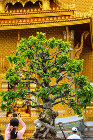 Bangkok, Thailand on 25 July 2023. Bonsai tree displaying lush green leaves stands gracefully before...