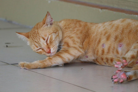 Ginger cat licking its paw while lying relaxed on tiled surface indoors, creating a peaceful scene under natural lighting ideal for pet-related and home comfort themes.のeditorial素材