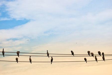 Birds are perched on overhead power lines silhouetted against a sky transitioning from blue to orange, creating a peaceful scene perfect for nature or wildlife photography.のeditorial素材
