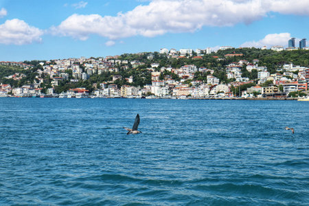 Istanbul, Turkey on 12 July 2022. A seagull flies over the blue sea with a coastal city in the background on a bright, sunny day Perfect for travel or city-by-the-sea imagery.のeditorial素材