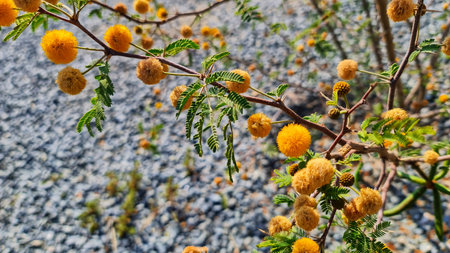 A close-up view of a flowering branch with small, fluffy, golden-yellow flower clusters and vibrant...