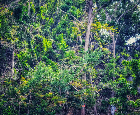 Dense green trees and vines create a wild woodland scene, perfect for nature and landscape...