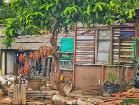 Bekasi, Indonesia on 12 Jun 2025. A casual scene of a simple urban garden featuring a makeshift structure with vibrant greenery and various everyday objects, providing a slice of city life Perfect for travel and cultural explorations.のeditorial素材