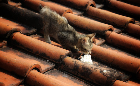 A small tabby kitten is seen eating a clump of white substance on a weathered red tile roof outdoors in bright sunlight. The kitten appears to be enjoying its meal. The tiles are old and show signs of wear, adding to the overall rustic feel of the image.のeditorial素材