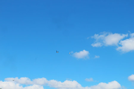 Several birds are flying through the bright blue sky with puffy white clouds creating a peaceful and natural scene, ideal for nature and outdoor themed content.のeditorial素材