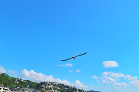 Istanbul, Turkey on 12 July 2022. A single seagull soars through a bright blue sky with scattered clouds near a coastal town, creating a serene and free atmosphere perfect for backgrounds.のeditorial素材