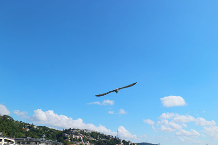 Istanbul, Turkey on 12 July 2022. Seagull soaring in the bright blue sky with scattered clouds, flying above a coastal city landscape; great for travel and nature themes.のeditorial素材