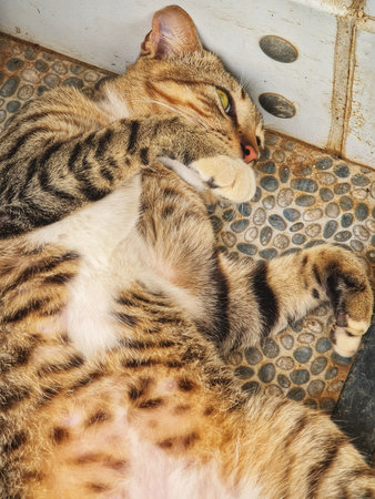 Striped tabby cat is lying on its back with its paw near its face, relaxing on a gray and brown...