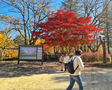 Seoul, South Korea on 7 Nov 2024. Nami Island. People are walking along a path surrounded by colorful autumn foliage and a striking red maple tree in bright daylight, creating a peaceful outdoor atmosphere ideal for travel and nature-themed marketing.のeditorial素材
